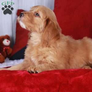Cheddar, Mini Golden Mountain Doodle Puppy